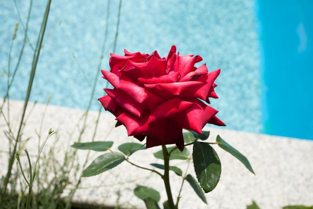 Apartments Paradis Rovinj Ngoại thất bức ảnh