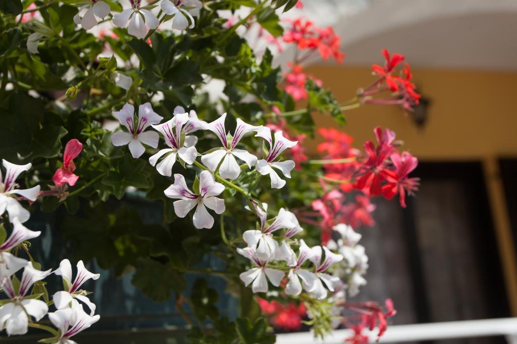 Apartments Paradis Rovinj Ngoại thất bức ảnh